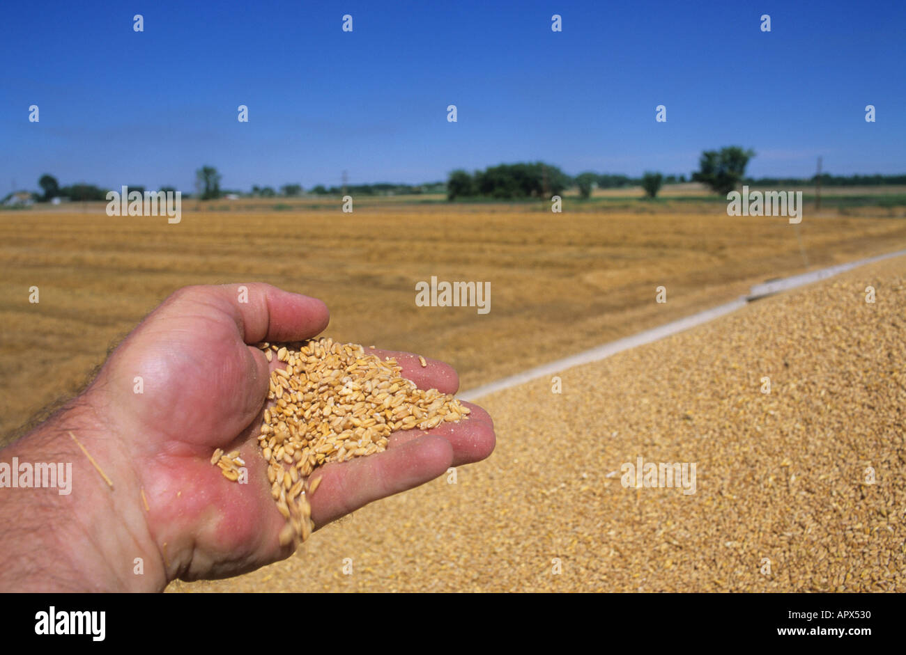 Une poignée de grains de blé Banque D'Images