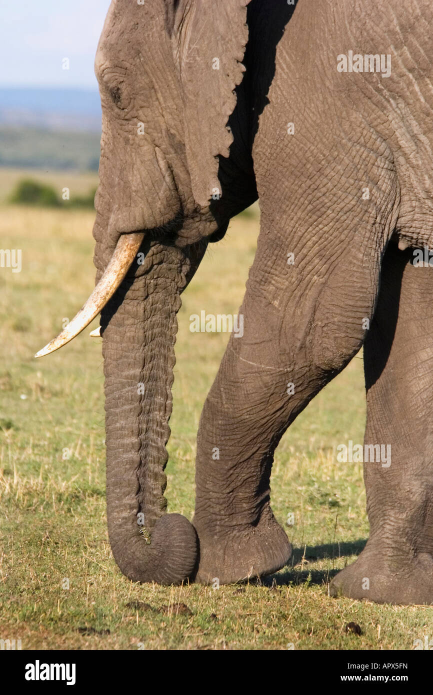 Elephant - à l'aide de pied et l'extrémité du tronc pour tirer le petit arbuste épineux hors du sol. Banque D'Images