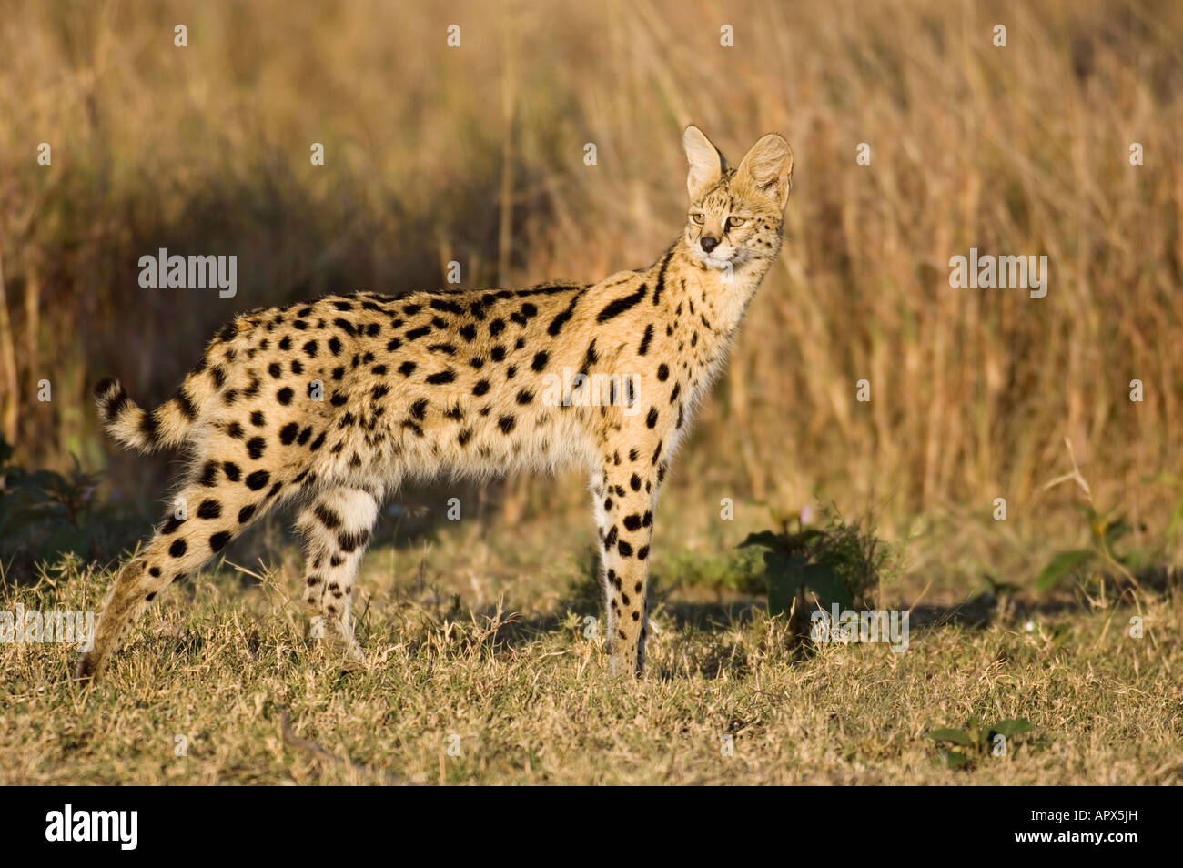 Chat Serval (Felis serval) Banque D'Images