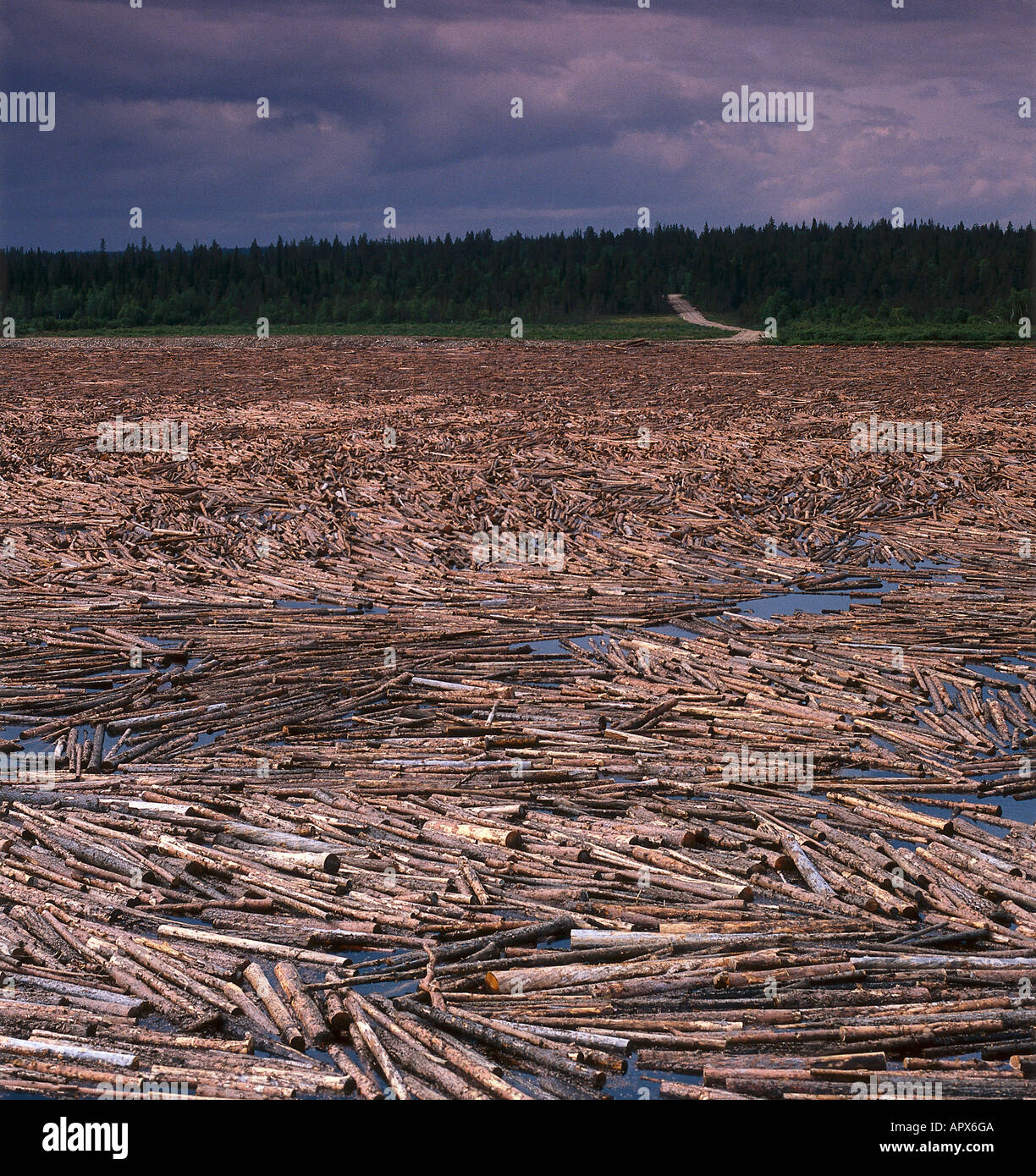 Les troncs d'arbre flottant dans une rivière, rafting, bois Finnland Banque D'Images Les troncs d'arbre flottant dans une rivière, rafting, bois Finnland Banque D'Images
