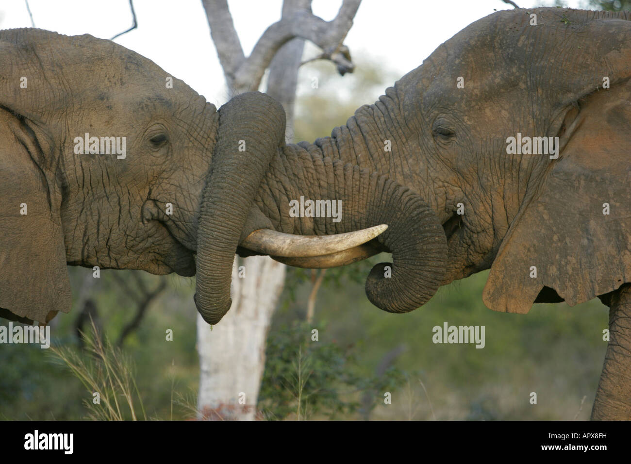 Deux message d'éléphants en asservissant leurs malles Banque D'Images