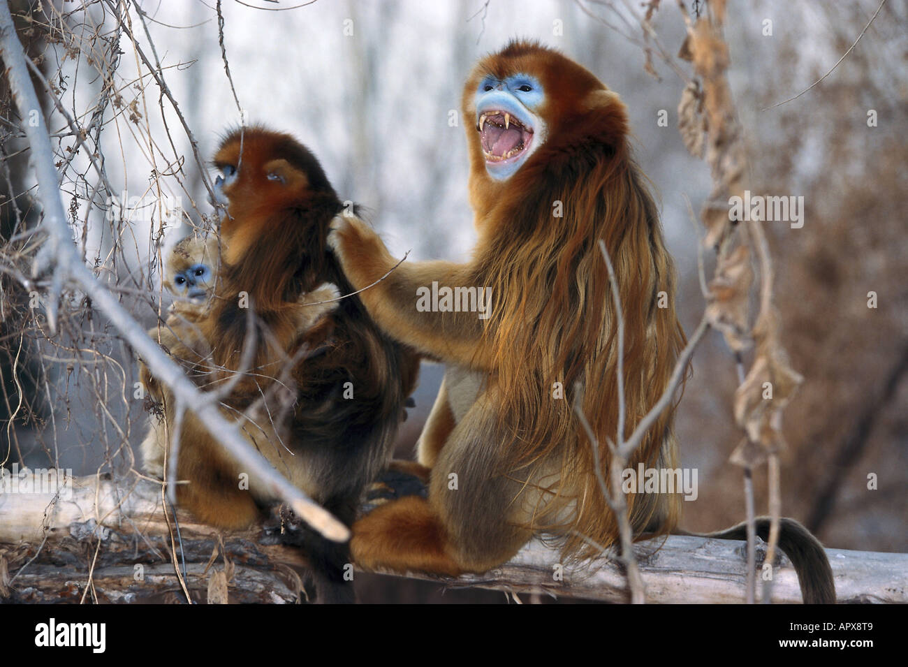 Snub-nosed singes, Chine, Asie Banque D'Images