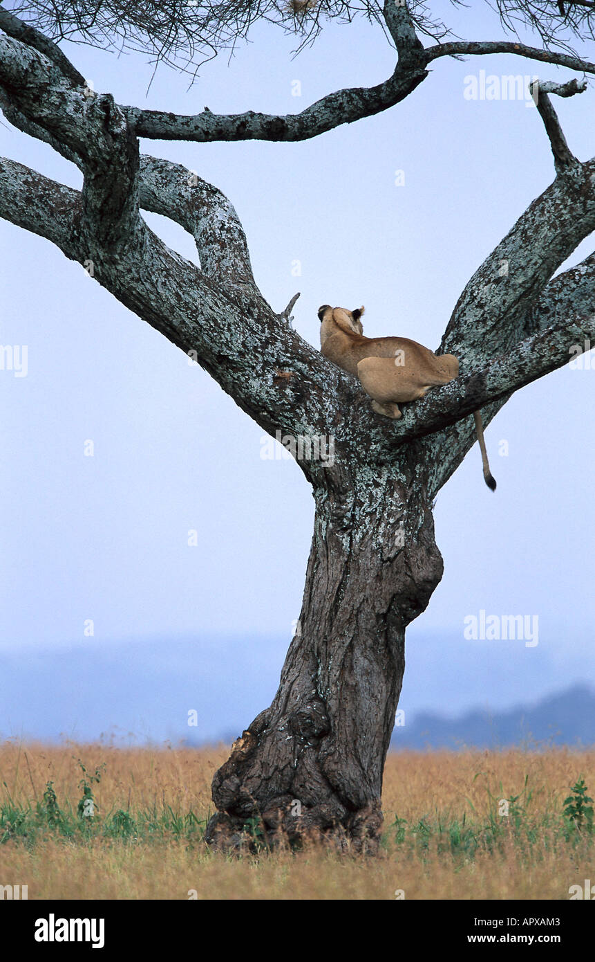 Lionne sur Outlook dans un arbre, le Parc National du Serengeti, Tanzanie, Afrique de l'Est Banque D'Images