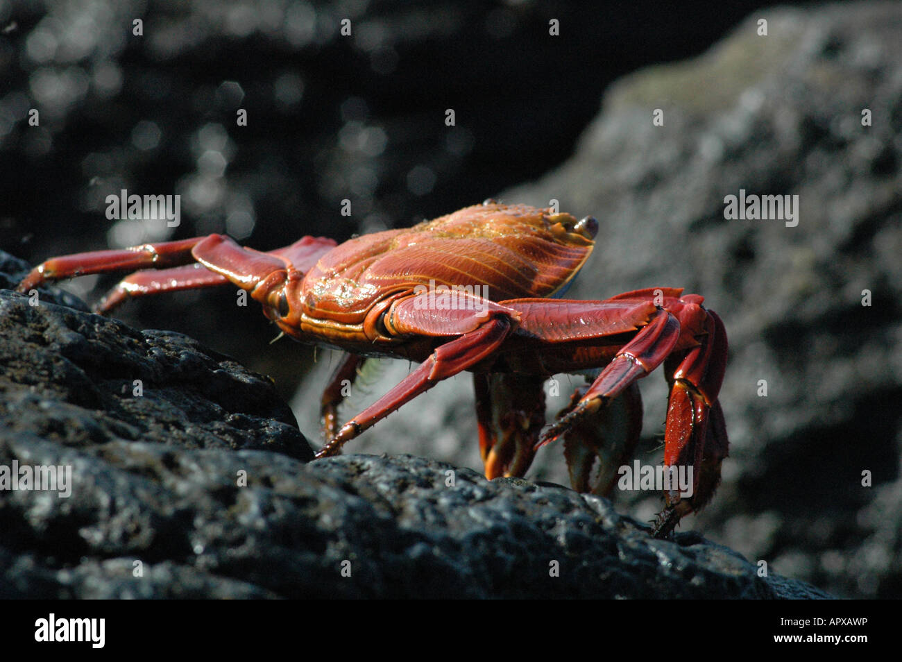 Sally light Pied [Crabe Grapsus Grapsus], Îles Galapagos, Equateur, Amérique du Sud Banque D'Images