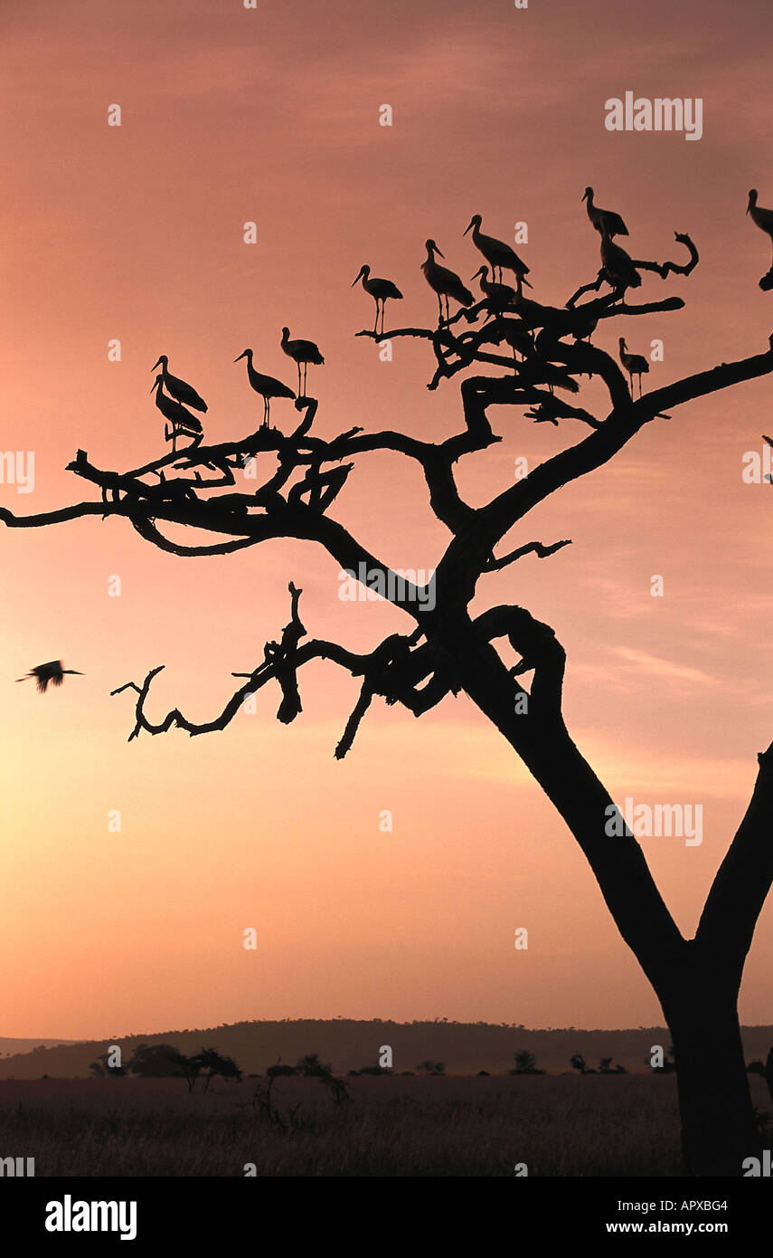 Cigognes blanches, assis sur un arbre dans la lumière du soir, l'Afrique de l'Est Banque D'Images Cigognes blanches, assis sur un arbre dans la lumière du soir, l'Afrique de l'Est Banque D'Images
