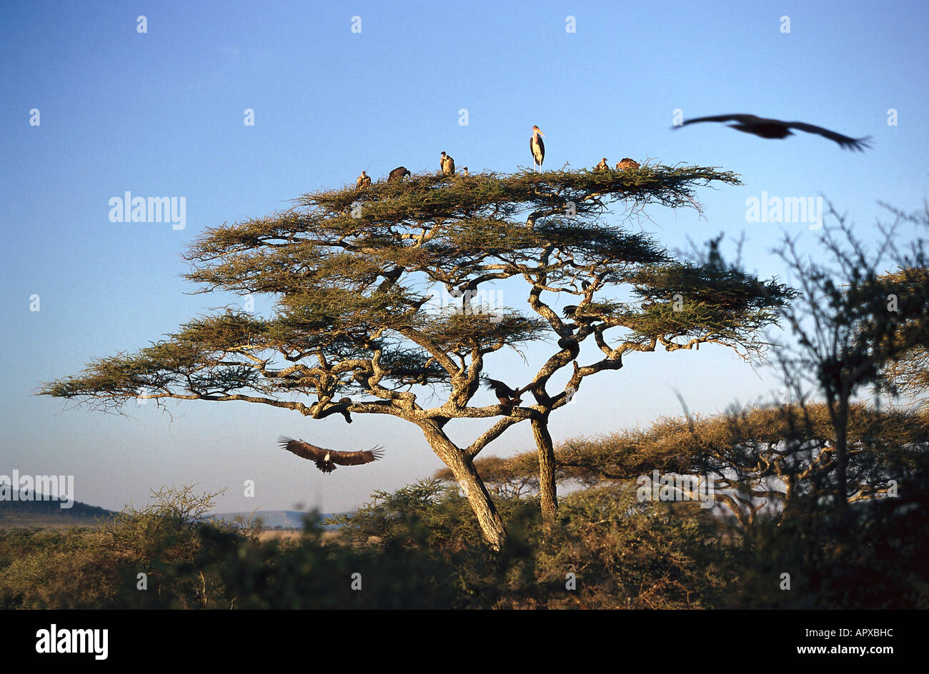 Les vautours à dos blanc, le Parc National du Serengeti, Tanzanie, Afrique de l'Est Banque D'Images