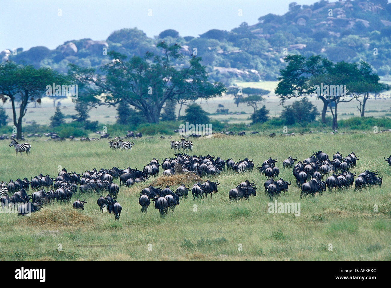 Un troupeau d'Wildbeests, Serengeti National Park, Tanzania, Afrika Banque D'Images Un troupeau d'Wildbeests, Serengeti National Park, Tanzania, Afrika Banque D'Images