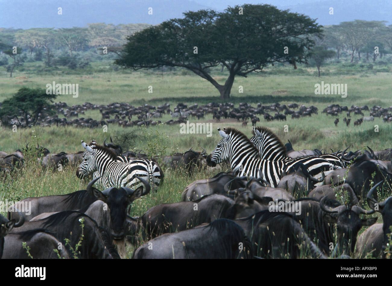 La migration, zèbres, Wildbeests, Parc National de Serengeti, Tanzanie, Afrique de l'Est Banque D'Images