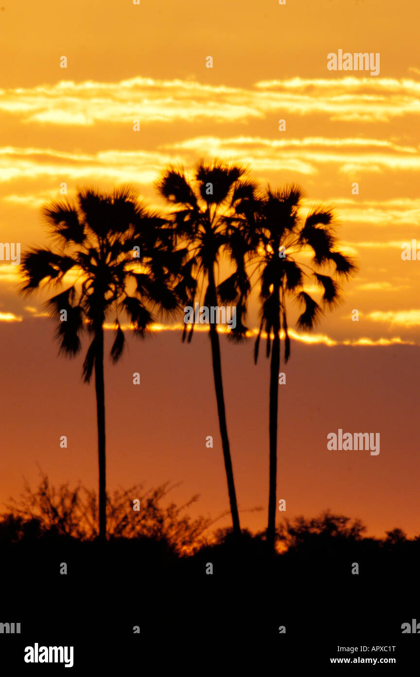 Vrai fan de palmiers (Hyphaene petersiana) découpé sur un ciel orange et rouge Banque D'Images