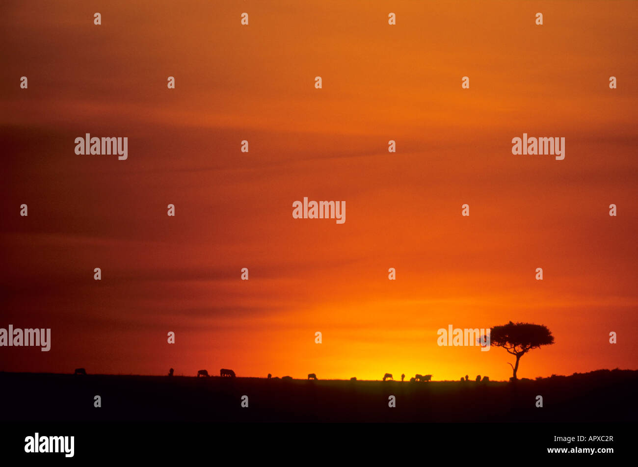 Shepherd's tree et des gnous silhouetté contre un ciel coucher de soleil rouge Banque D'Images