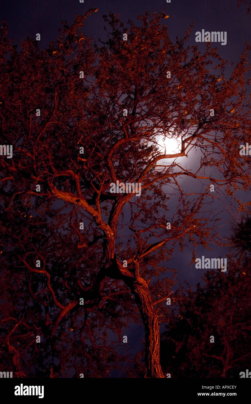 Arbre éclairé par un feu de camp avec une voie lactée lune brillant par Banque D'Images