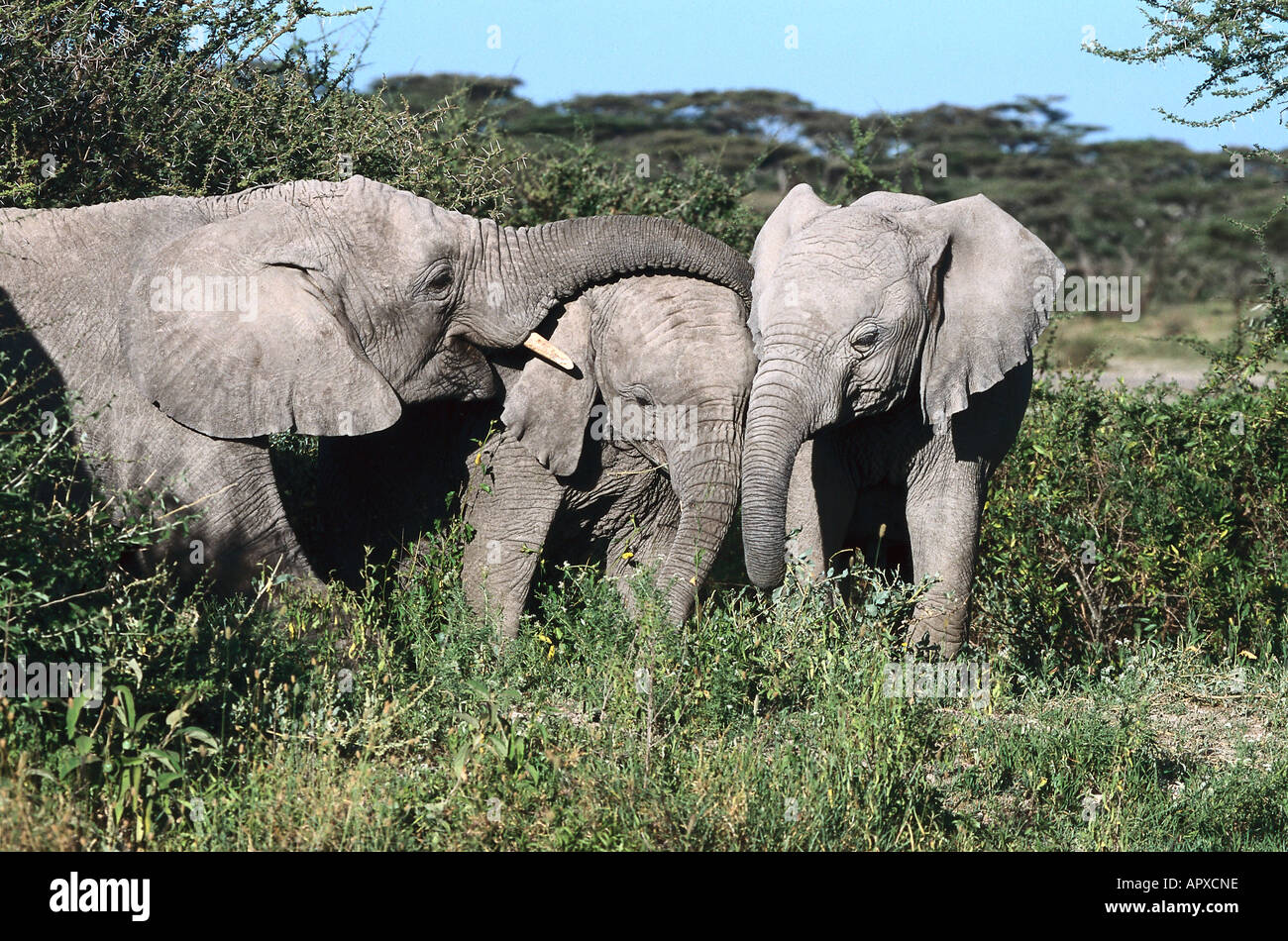 L'éléphant d'Afrique, le Parc National de Serengeti, Tanzanie, Afrique de l'Est Banque D'Images
