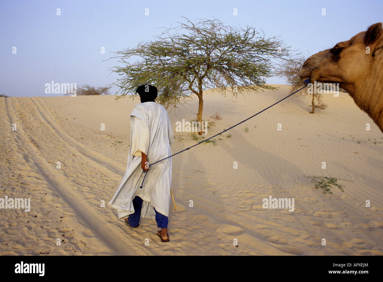 L'homme conduisant un chameau touareg sur la route vers Taoudeni Banque D'Images