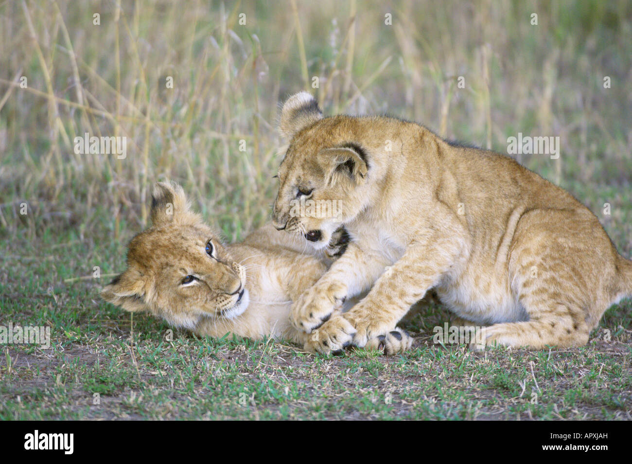 Deux oursons lion (Panthera leo) jouant Banque D'Images