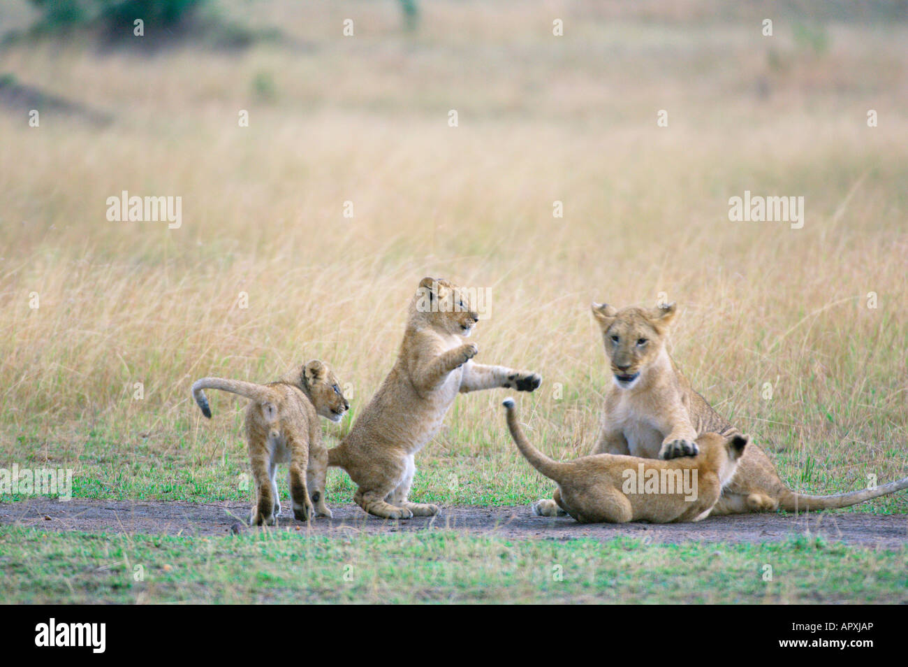 Quatre lionceaux (Panthera leo) jouant Banque D'Images