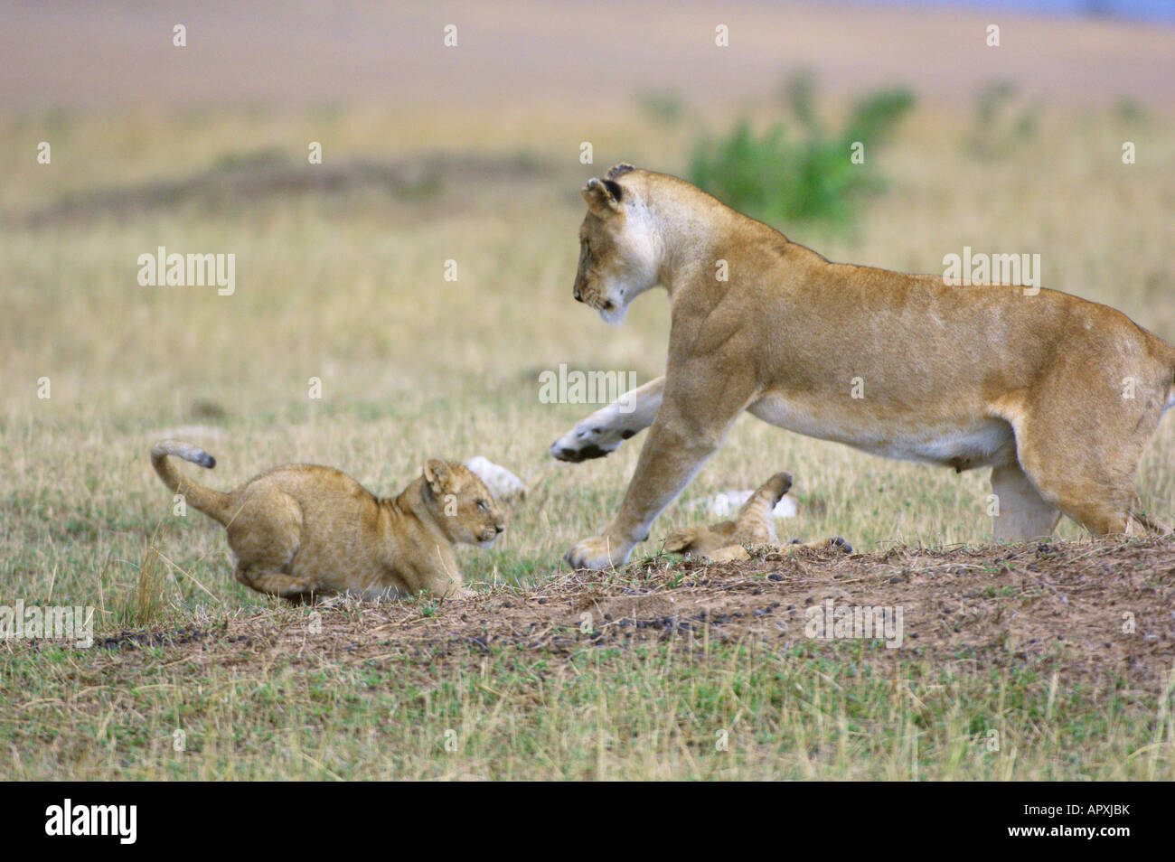 Une lionne (Panthera leo) et cub interagir de manière ludique Banque D'Images