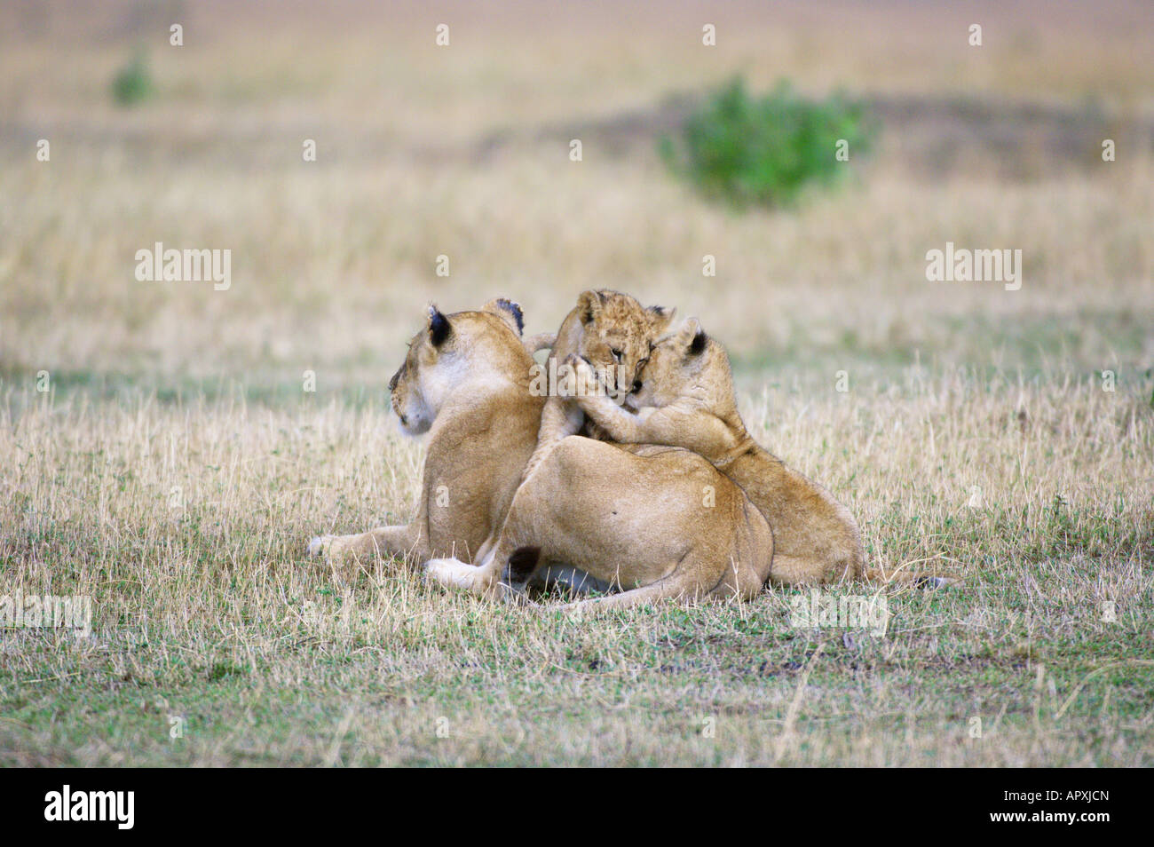 Lion et d'oursons (Panthera leo) jouant sur son dos Banque D'Images
