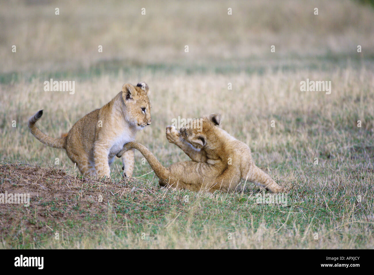 Deux oursons jouant lion (Panthera leo) Banque D'Images