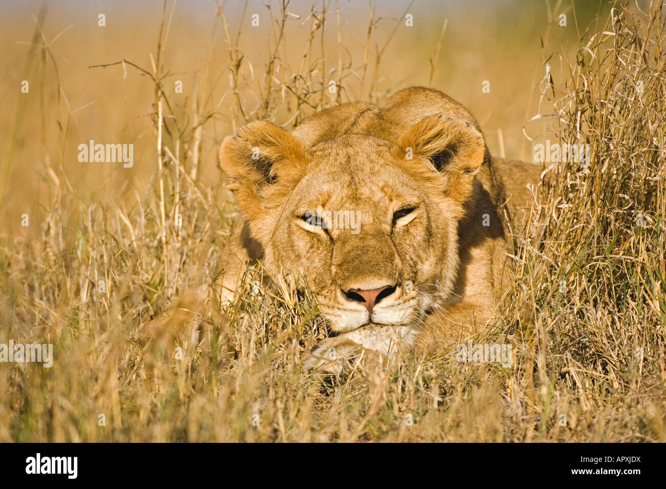 Lioness (Panthera leo) portrait tout en se reposant dans l'herbe sèche Banque D'Images