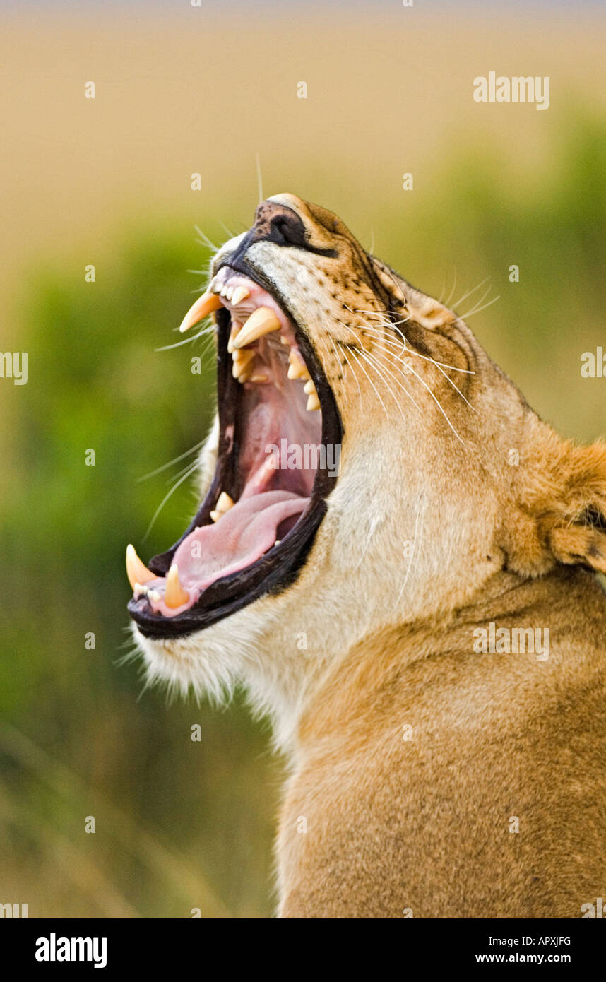 Lioness (Panthera leo) le bâillement Banque D'Images