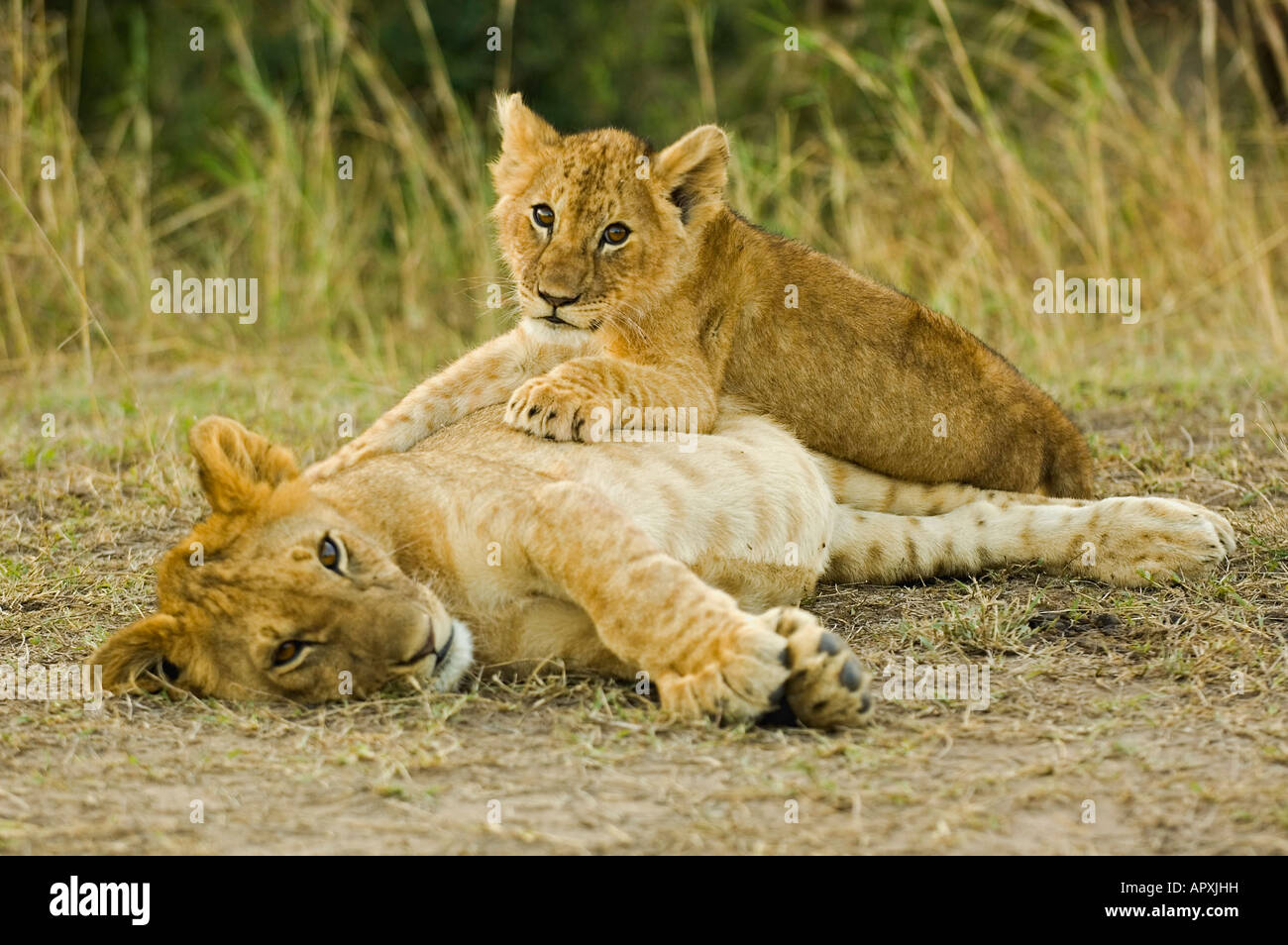 Lion couché sur un frère (Panthera leo) Banque D'Images