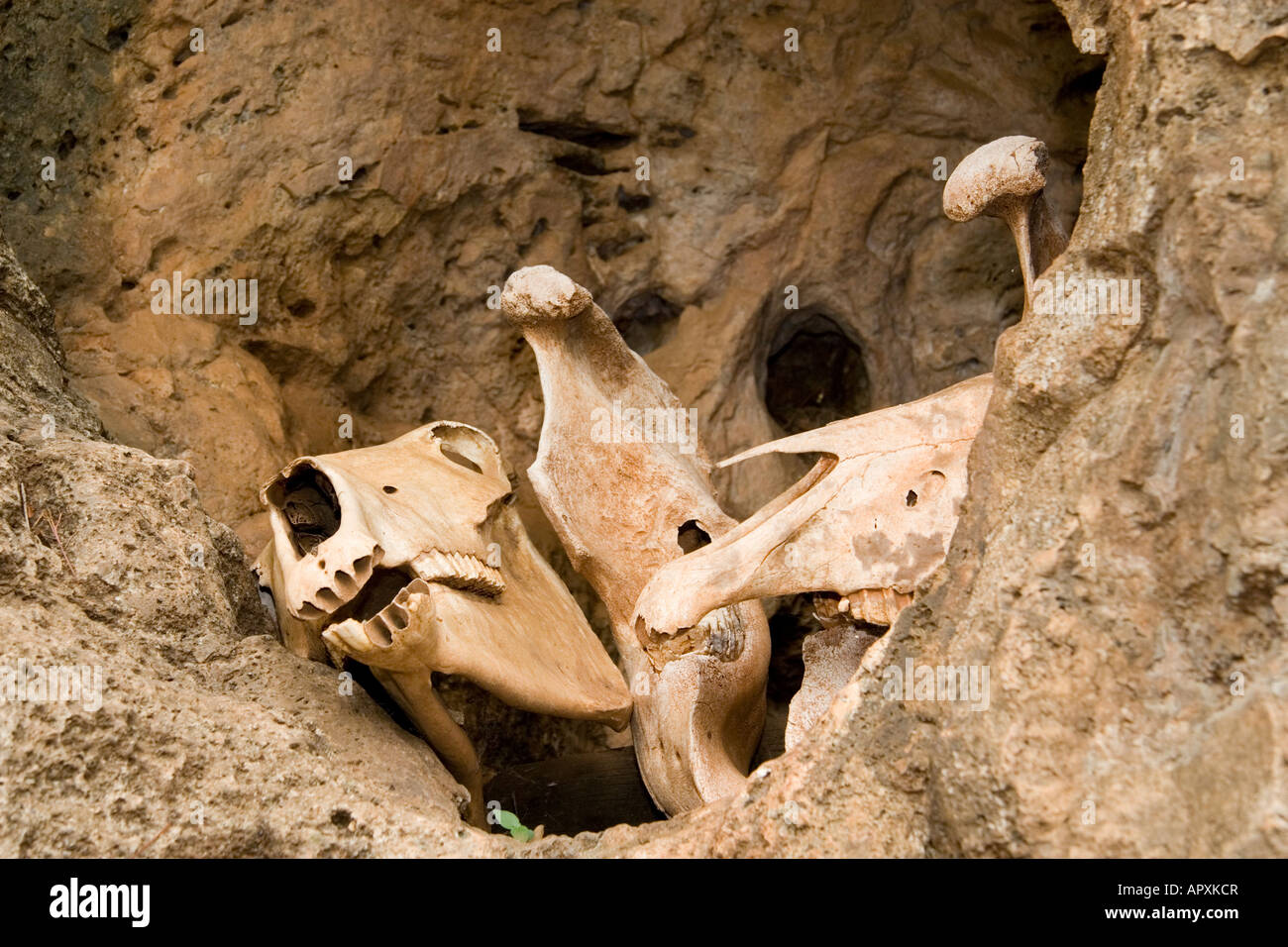 Les crânes des animaux dans une chambre au Musée de l'homme utilisé par le bushman comme un 'frigo' conservés au frais avec de l'eau courante Banque D'Images