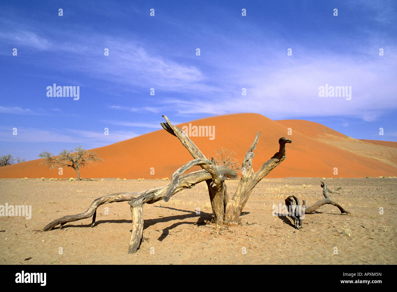 Des dunes de sable rouge dans le désert du Namib Banque D'Images