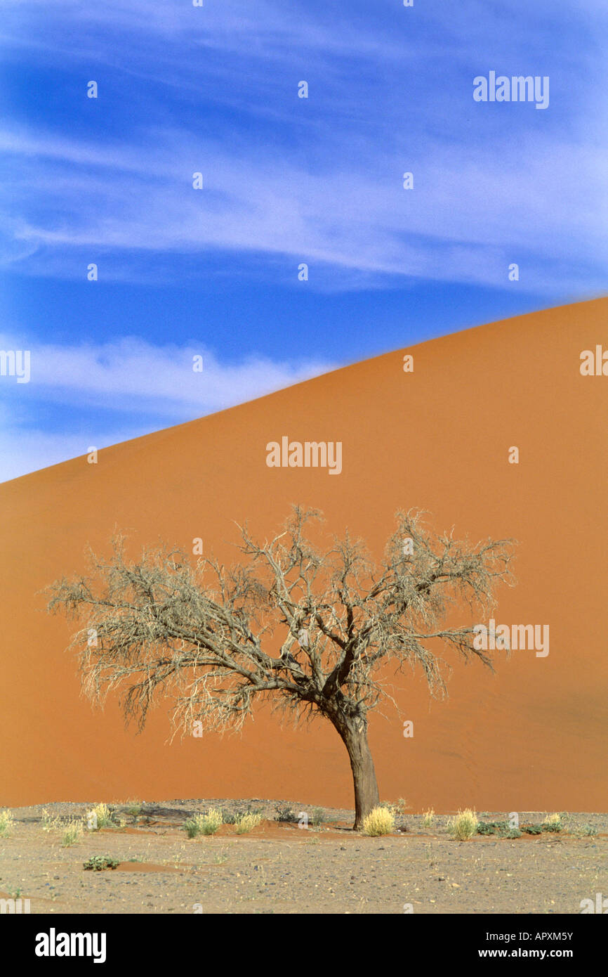 Un arbre solitaire séché repose sur les pentes d'une dune de sable rouge dans le désert du Namib Banque D'Images