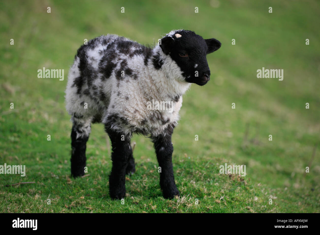 Scottish Blackface, agneau, mouton, Connemara, Irlande Banque D'Images