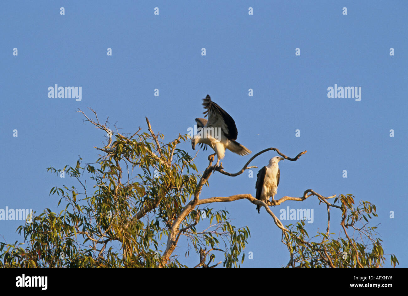 Les aigles de mer haut de gamme, NT, Australie, Territoire du Nord, l'extrémité supérieure, l'aigle de mer, le Seeadler Banque D'Images