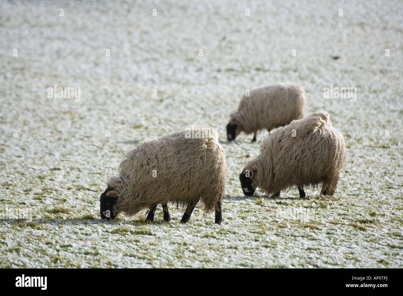 Le pâturage des moutons en hiver en Bishopdale Banque D'Images