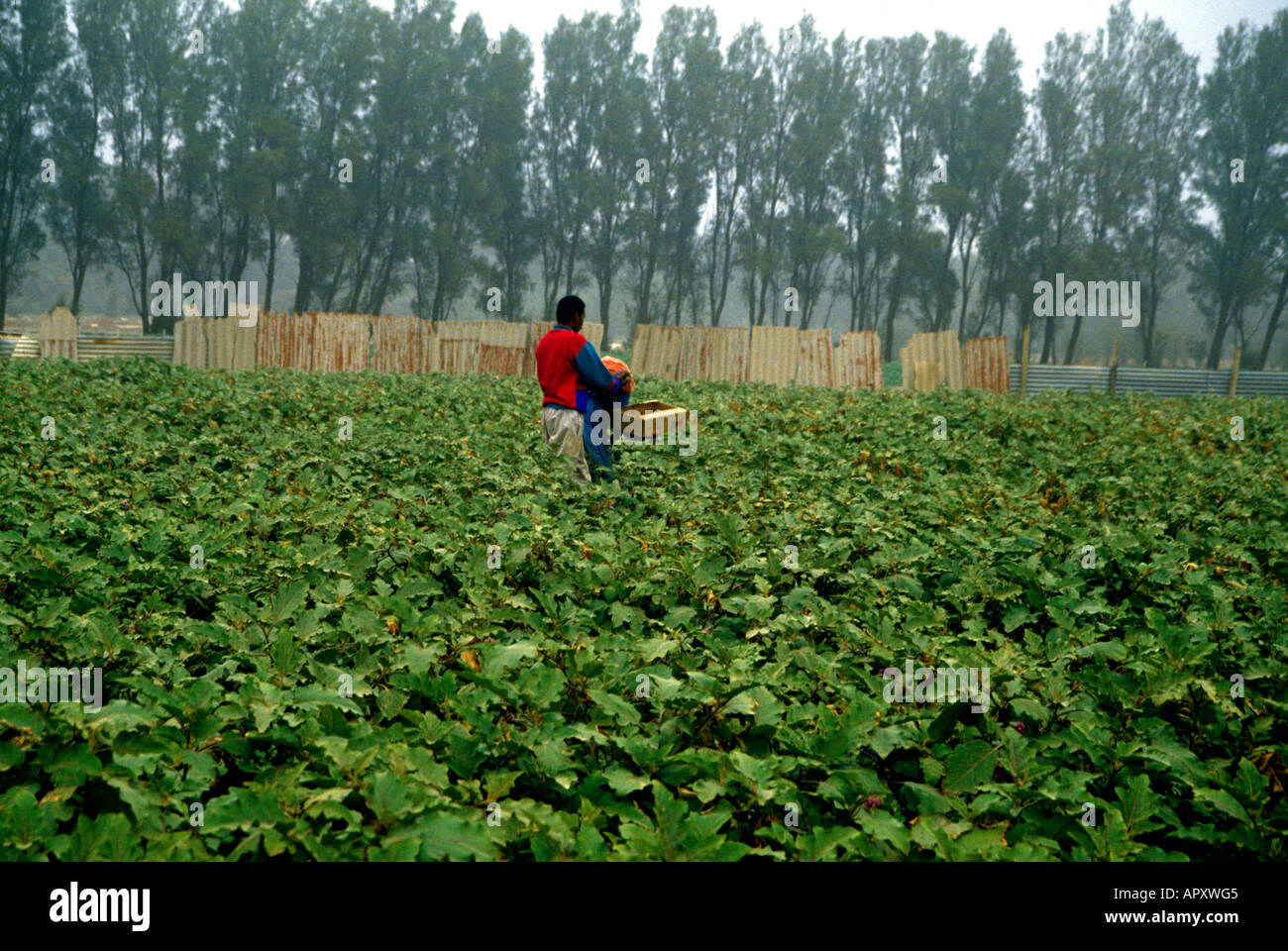 Aubergines Koweït Growing in Field Wafra Banque D'Images