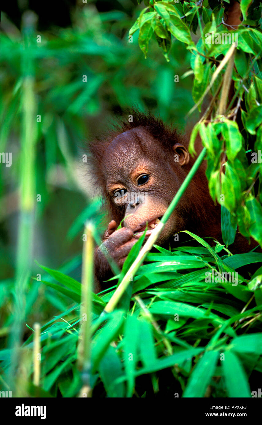Un bébé Orang-Utan, Pongo pygmaeus, parc national de Gunung Leuser, Sumatra, Indonésie, Asie Banque D'Images