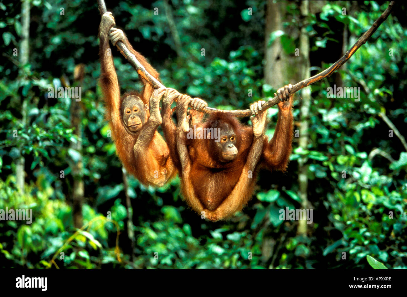 Orang-Utan, Pongo pygmaeus, parc national de Gunung Leuser, Sumatra, Indonésie, Asie Banque D'Images