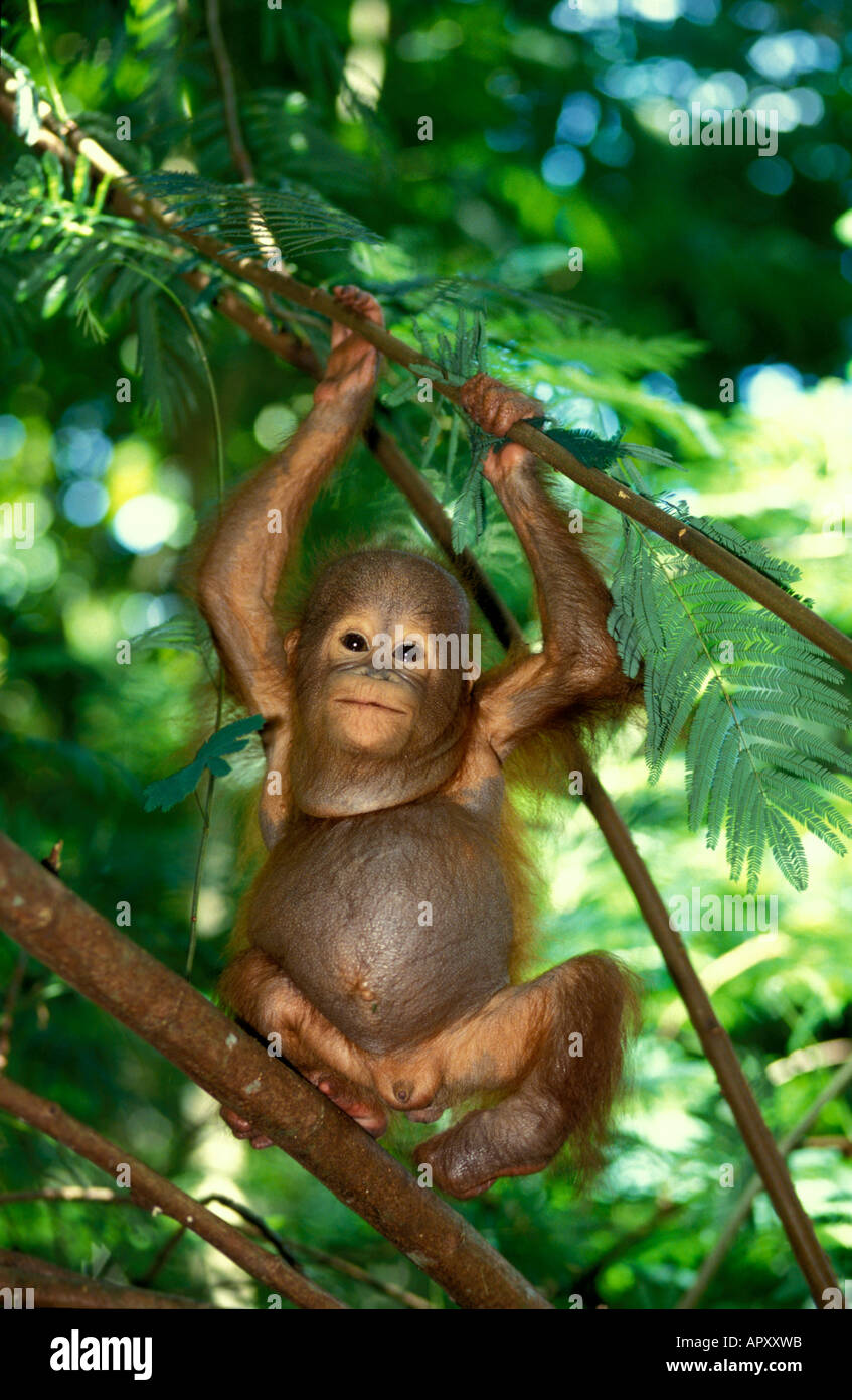 Un bébé orang-outan, Pongo pygmaeus, parc national de Gunung Leuser, Sumatra, Indonésie, Asie Banque D'Images