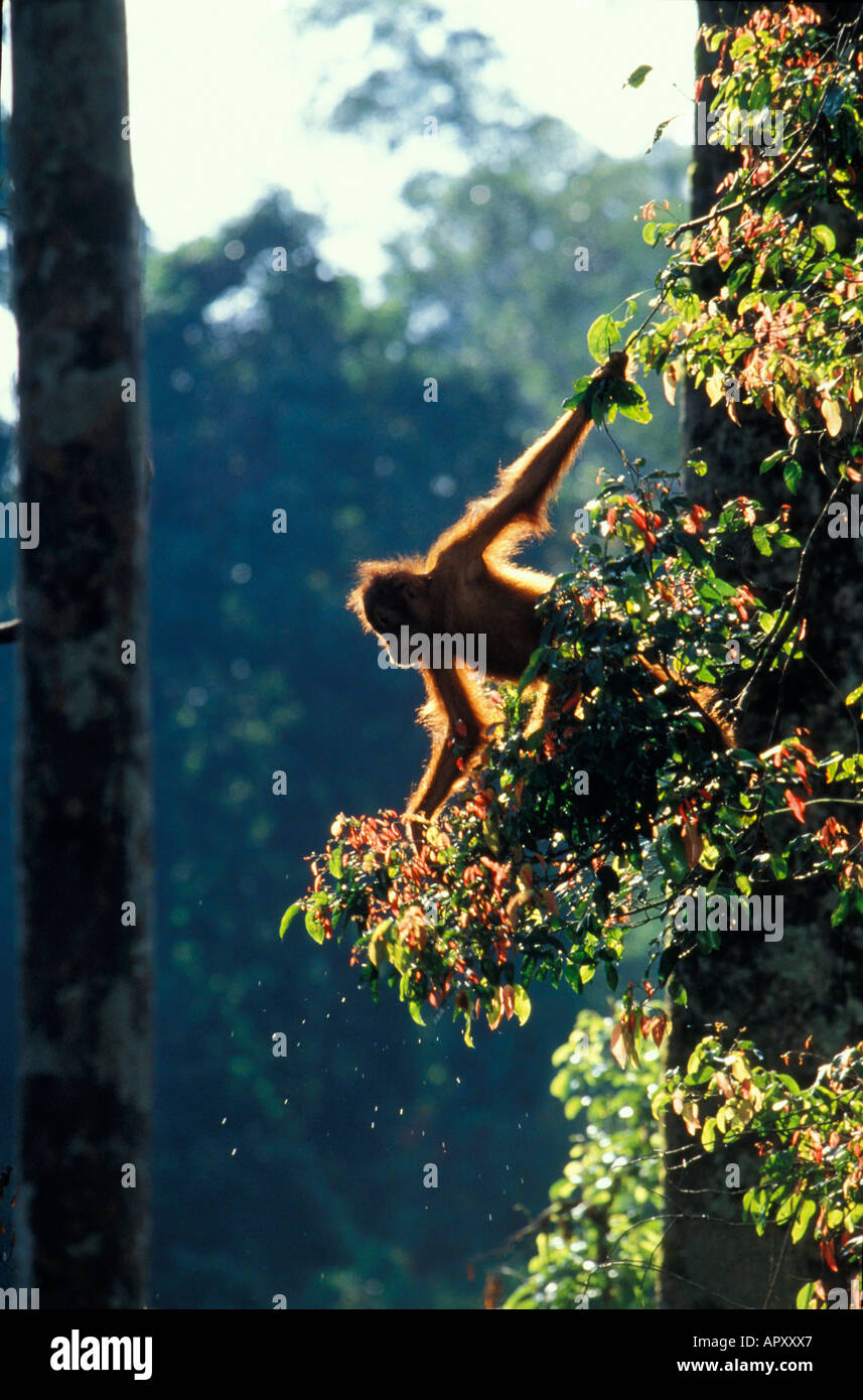 Les jeunes Orang-Utan, Pongo pygmaeus, parc national de Gunung Leuser, Sumatra, Indonésie, Asie Banque D'Images