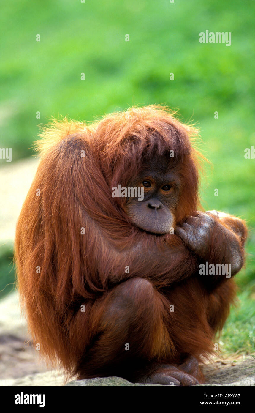 L'orang-outan, Pongo pygmaeus, parc national de Gunung Leuser, Sumatra, Indonésie, Asie Banque D'Images