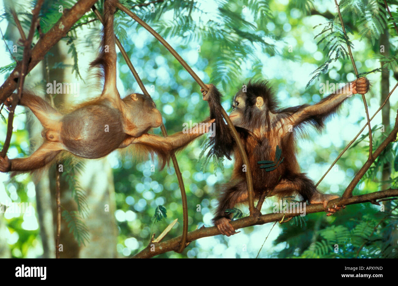 Deux bébés dans les arbres l'orang-outan, Pongo pygmaeus, parc national de Gunung Leuser, Sumatra, Indonésie, Asie Banque D'Images