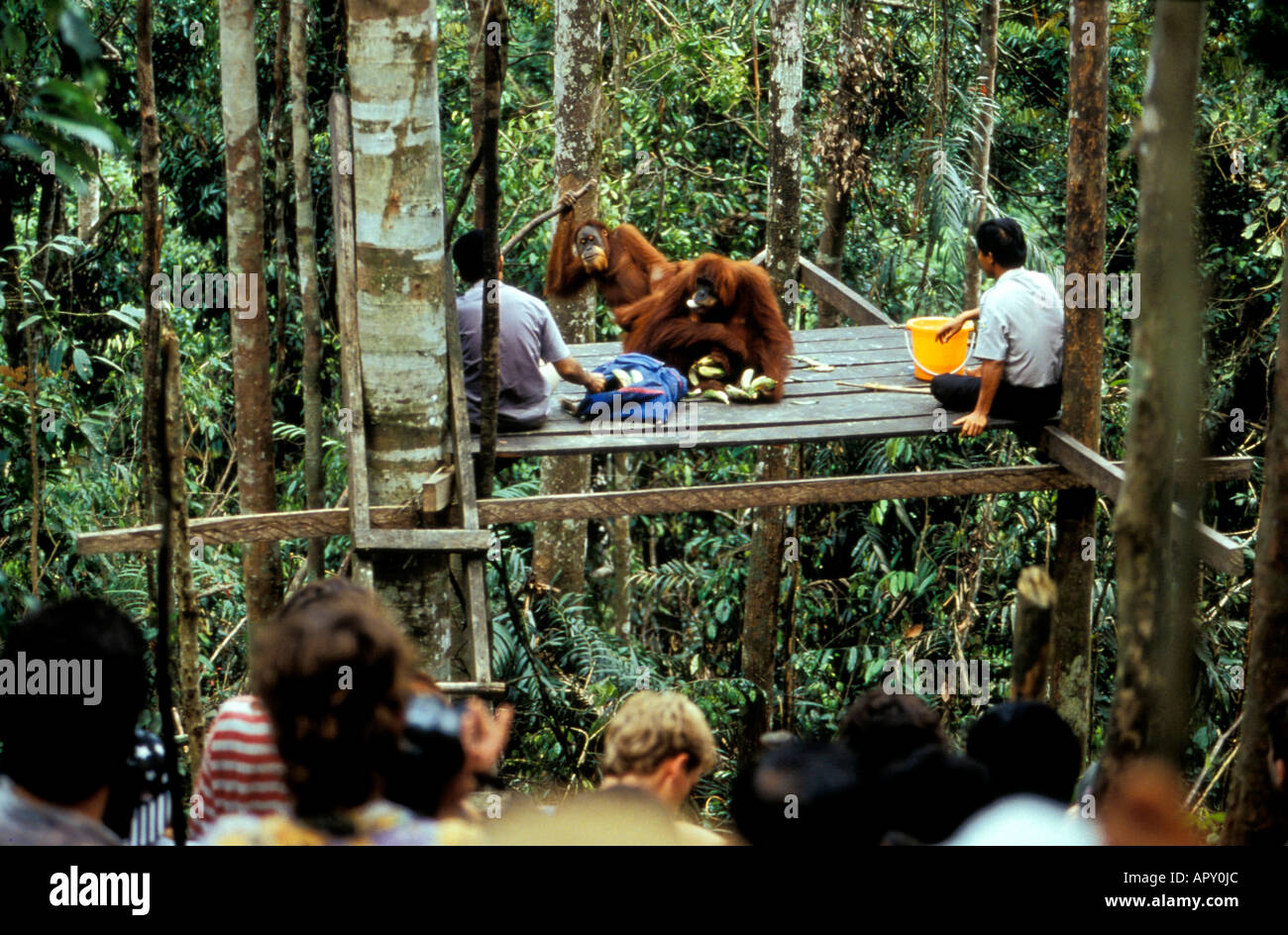 Orang-Utans alimentation centre de réhabilitation des Orang-outans, au parc national de Gunung Leuser, Sumatra, Indonésie, Asie Banque D'Images