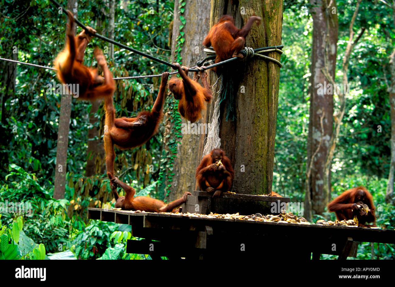 Centre de réhabilitation des Orang-outans, parc national de Gunung Leuser, Sumatra, Indonésie, Asie Banque D'Images