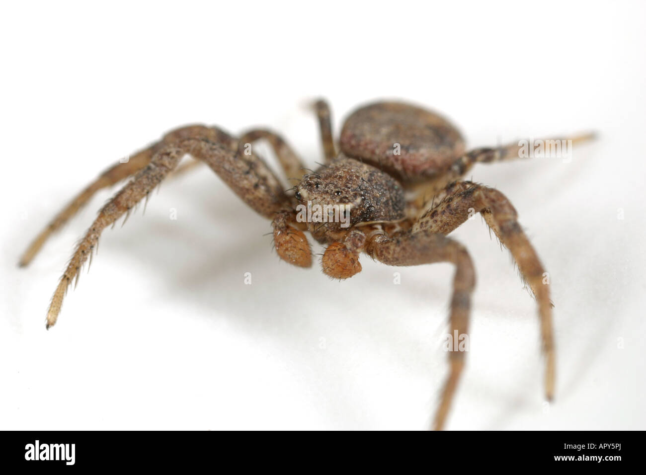 Jeune homme araignée Crabe Xysticus robustus. Famille Thomisidae. Sur fond blanc. Banque D'Images