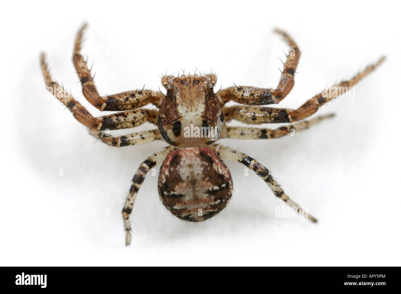 Une femme araignée crabe - Xysticus audax. Famille Thomisidae. Sur fond blanc. Banque D'Images