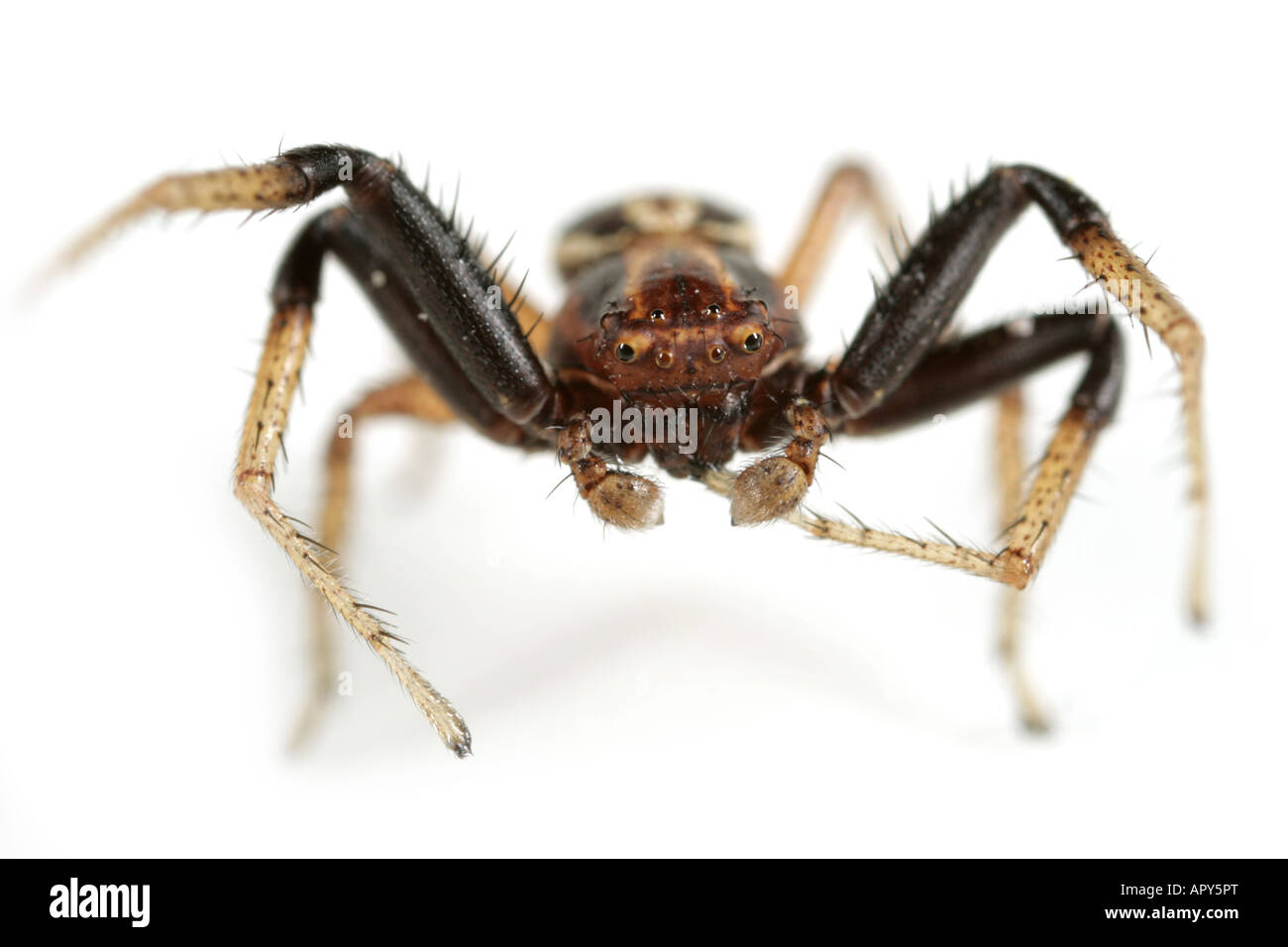 Un homme araignée Crabe, Xysticus ulmi. Famille Thomisidae. Tête sur vue sur fond blanc. Banque D'Images