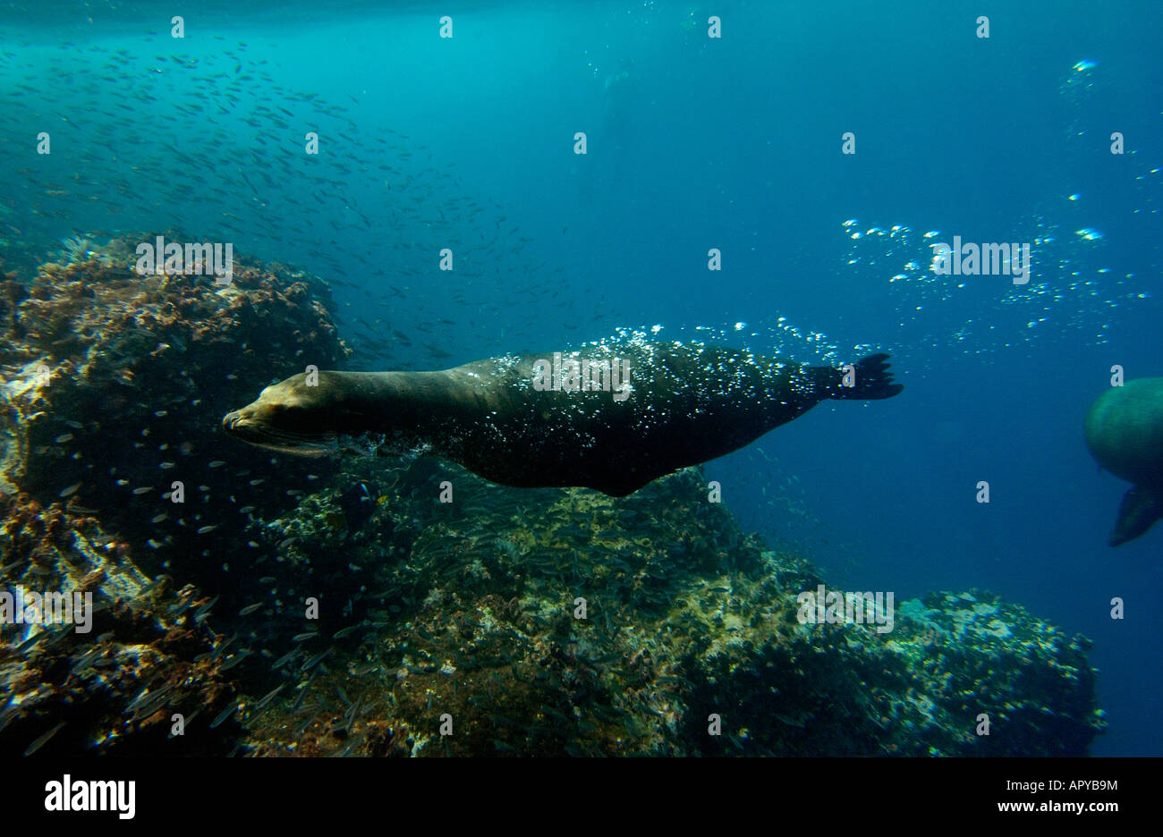 Otaries des Galapagos (Zalophus wollebaeki). Gardner Bay, Espaûola (Hood) Island, îles Galapagos. L'Équateur. L'Amérique du Sud. Banque D'Images