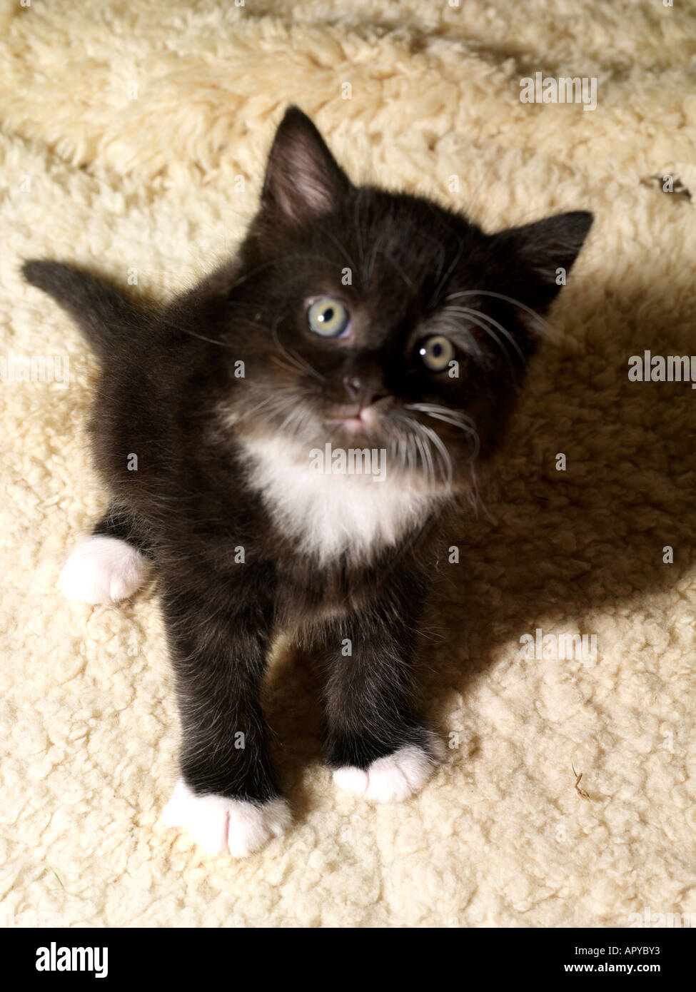 Chaton noir et blanc Portrait Banque D'Images