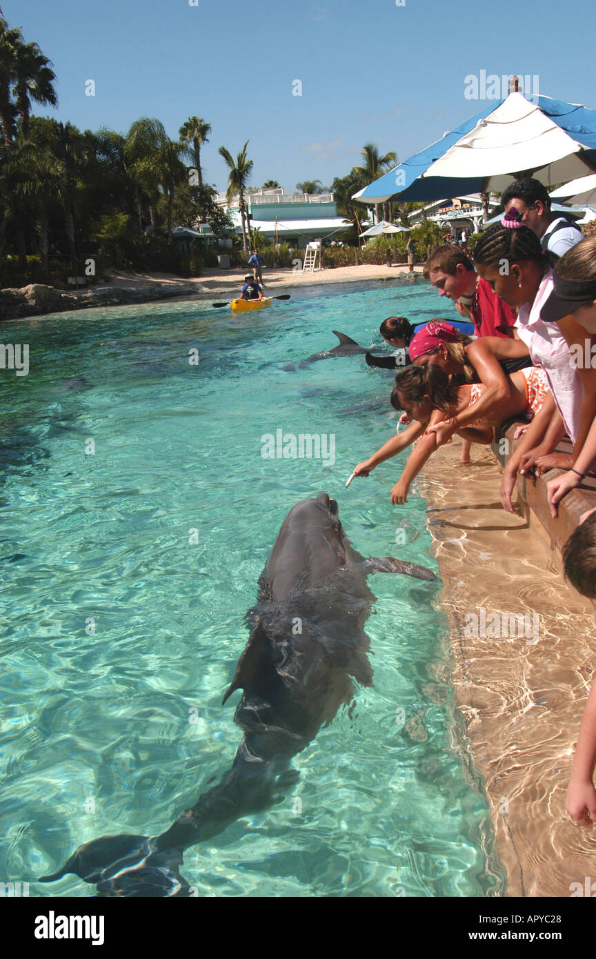 Sea World Orlando FL Dolphin Cove personnes nourrir les dauphins NMR Banque D'Images
