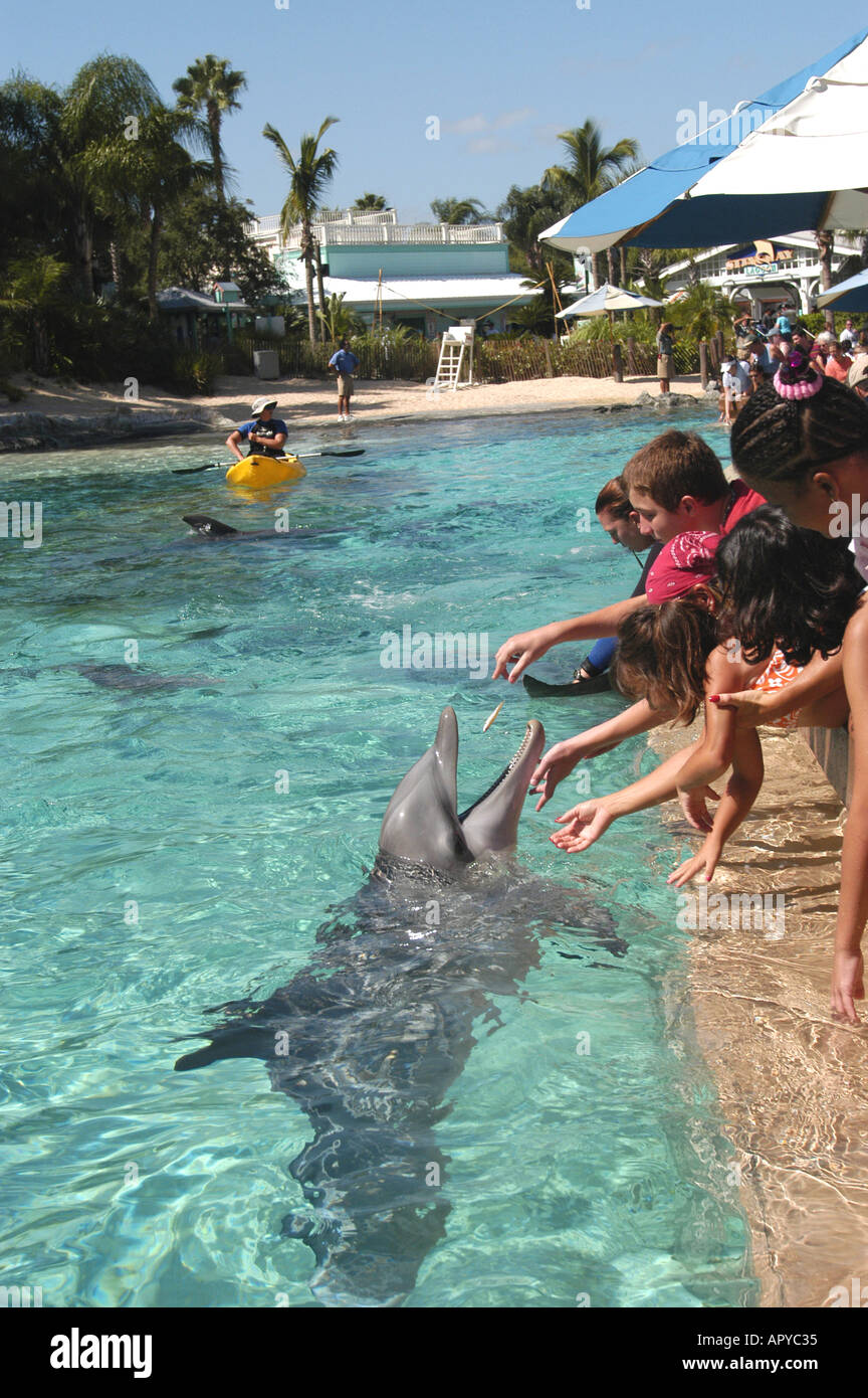 Sea World Orlando FL Dolphin Cove personnes nourrir les dauphins Banque D'Images