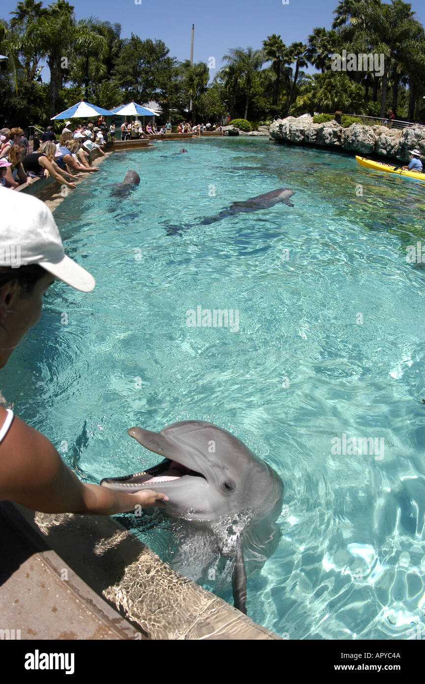 Sea World Orlando FL Dolphin Cove woman touching dolphin MR 213 Banque D'Images