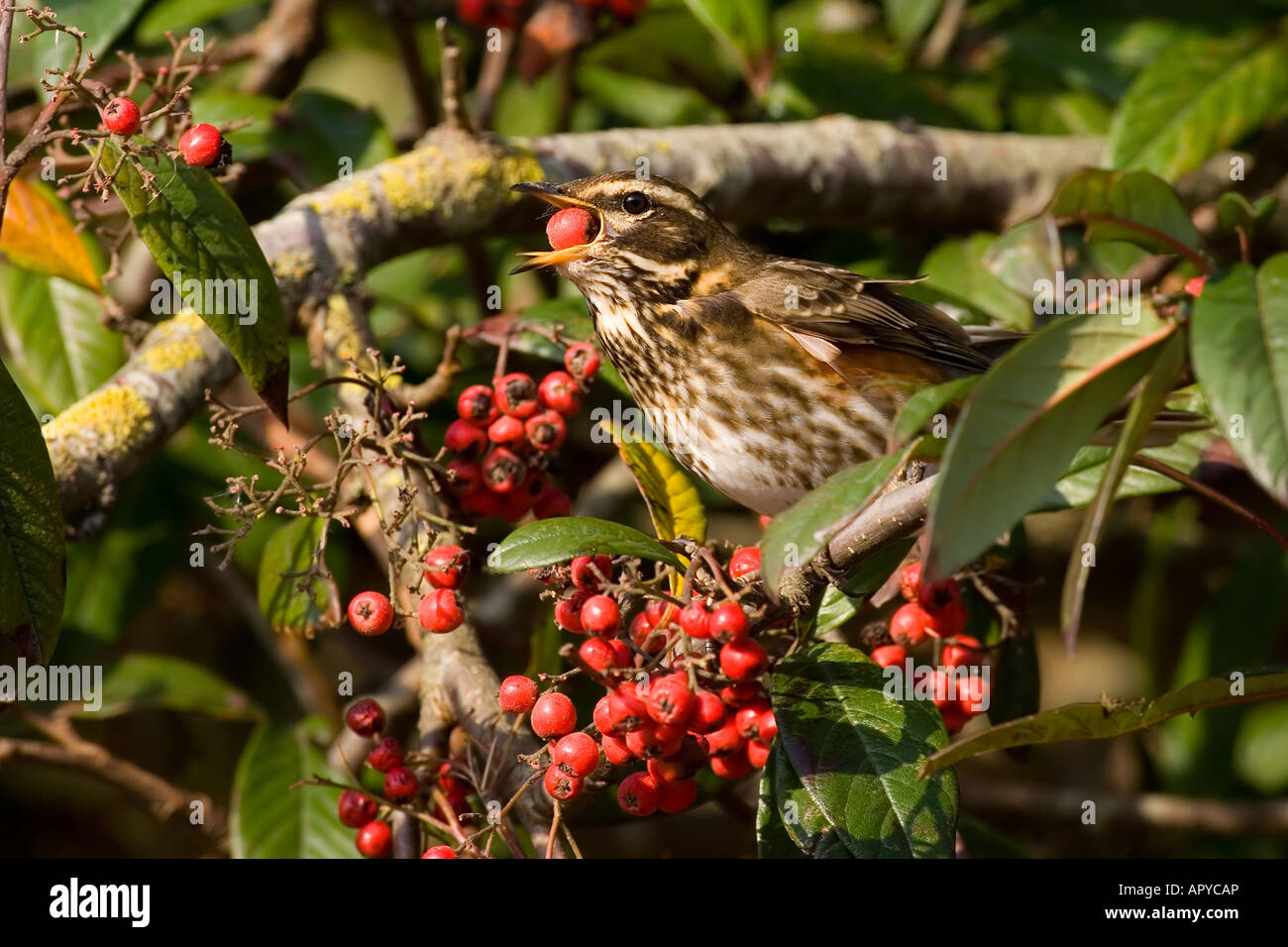 Redwing, Turdus Iliacus, Banque D'Images