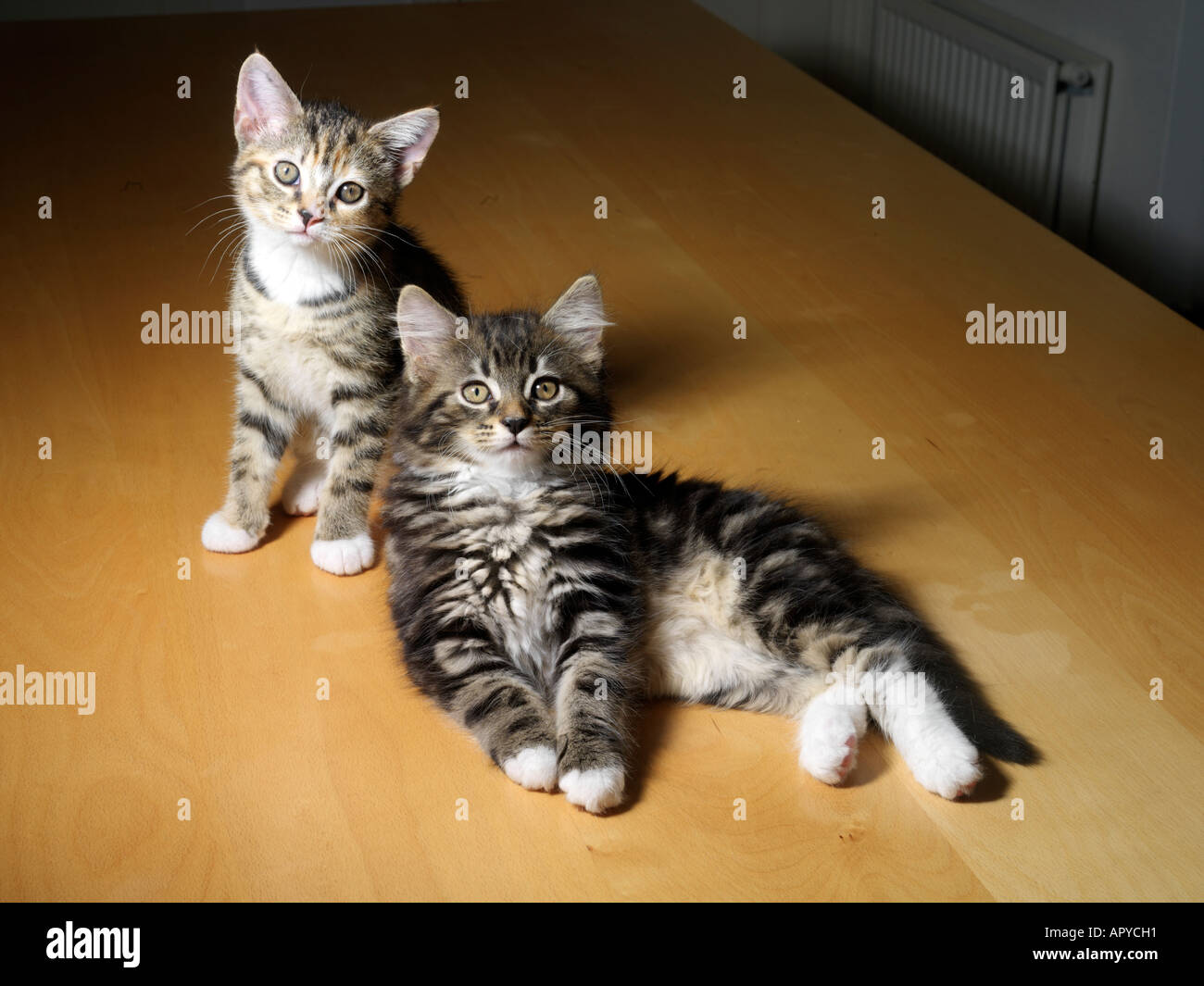 Deux Chatons Tabby neuf semaines Banque D'Images